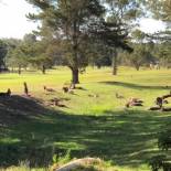 Фотография мотеля Golf View Motel