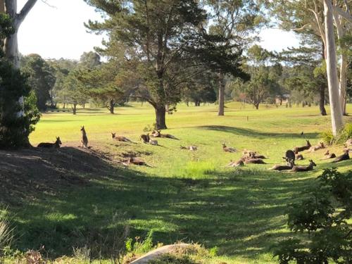 Фотография мотеля Golf View Motel