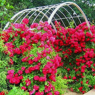 Фотография достопримечательности Ботанический сад ТНУ им. В.И. Вернадского