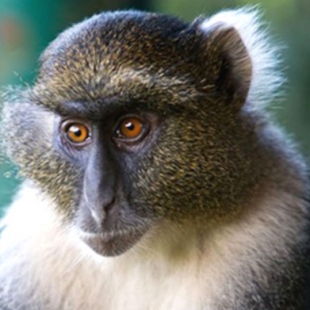 Фотография достопримечательности Питомник обезьян