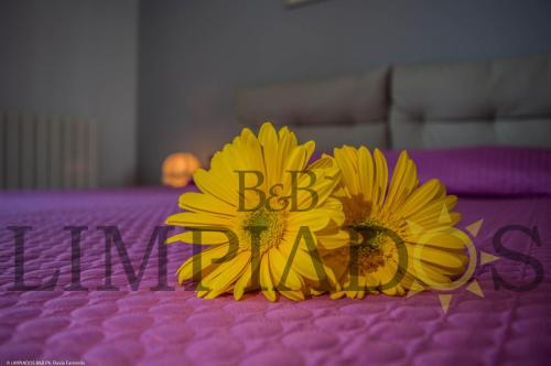 Фотография мини отеля Limpiados Bed & Breakfast