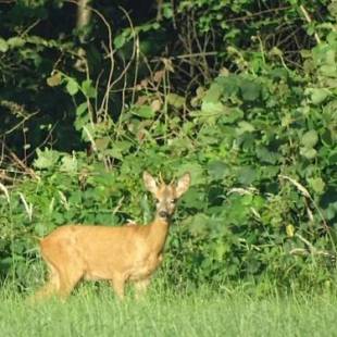 Фотографии гостевого дома
Twentekiek