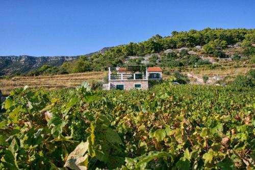 Фотография гостевого дома Holiday house with a parking space Bol, Brac - 4661