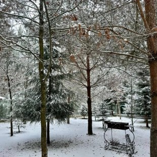 Фотография Коттеджа Частный дом Премиальный семейный дом в сосновом лесу