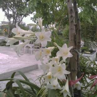 Фотографии мини отеля
Taitung Linyuan B&B