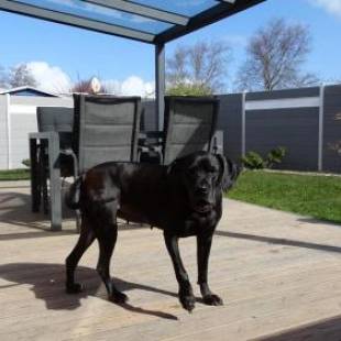 Фотографии гостевого дома 
            Ferienhaus Plattfisch