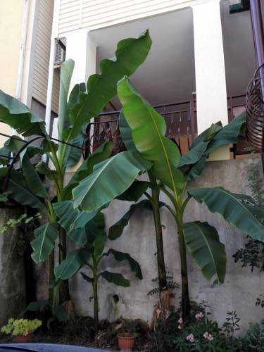 Фотографии гостевого дома
Фисташка