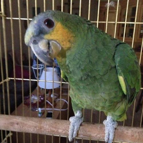 Фотография гостевого дома Le Perroquet Buba