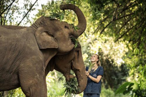 Фотография гостиницы Anantara Golden Triangle Elephant Camp & Resort - SHA Certified
