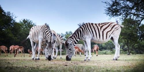 Фотография гостиницы Garden Route Safari Camp