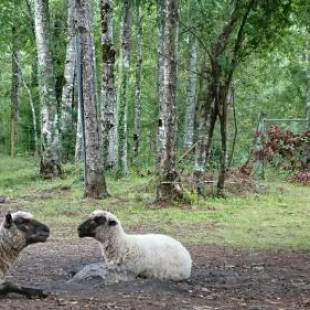 Фотографии гостевого дома
Parcela Traitraico, Coñaripe