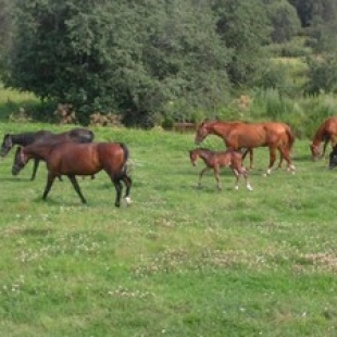 Фотография достопримечательности Ранчо Элевация