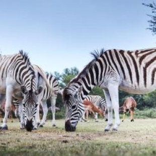 Фотография гостиницы Garden Route Safari Camp