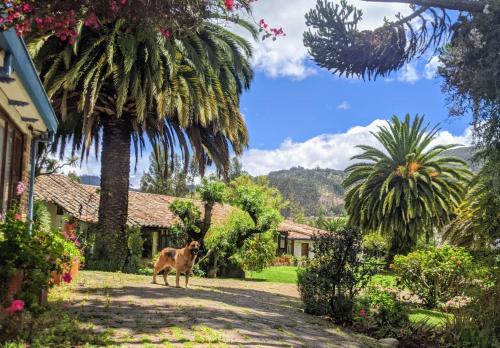 Фотография хостела Finca San Pedro