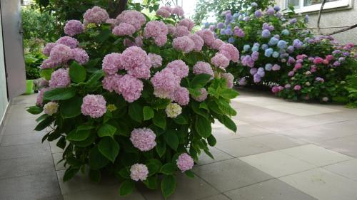 Фотография гостевого дома Летний сад