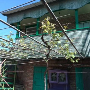 Фотография гостевого дома Романенко