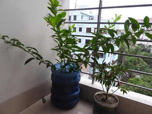 Фотография мини отеля Golpata Bed & Breakfast