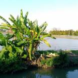 Фотография мини отеля Breadtree Homestay