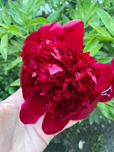 Фотография гостевого дома Ferienwohnung- Helena