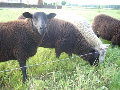 Фотография мини отеля De Moeraseik