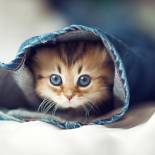 Фотография гостевого дома pensiunea vera