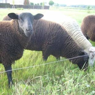 Фотографии мини отеля 
            De Moeraseik