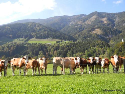 Фотография гостевого дома Stiegenwirt