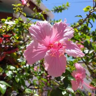 Фотографии гостевого дома
Pension Hibiscus