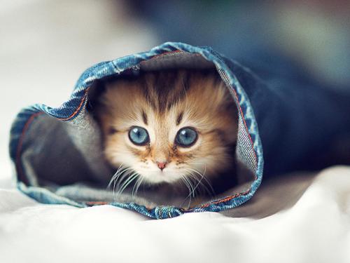 Фотография гостевого дома pensiunea vera