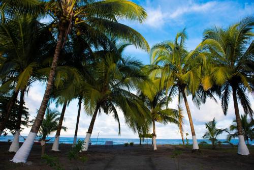 Фотография гостиницы Hotel Tortuguero Beachfront