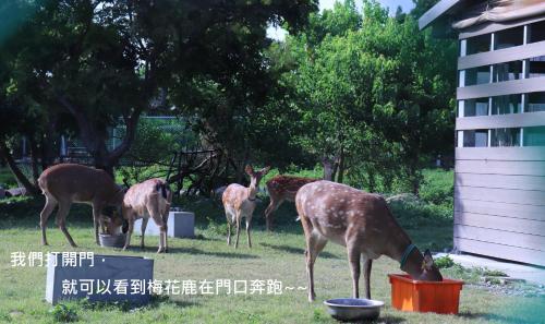 Фотография мини отеля 頌謙文旅 梅花鹿同住