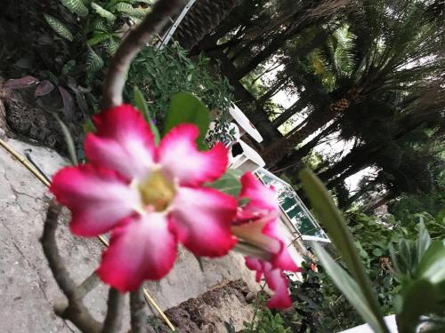 Фотография гостевого дома 3 bedrooms house at Cap Skirring 800 m away from the beach with lake view private pool and enclosed garden