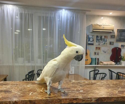 Фотографии гостиницы 
            Белый орёл