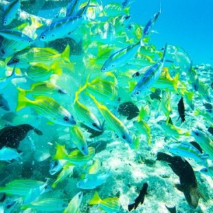 Фотография гостевого дома Ras Village