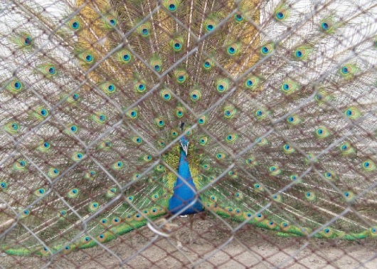 Фотографии достопримечательности 
            Мини-зоопарк