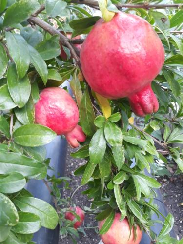 Фотографии гостевого дома 
            У Анжелы на Сочинской, 13