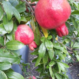 Фотография гостевого дома У Анжелы на Сочинской, 13