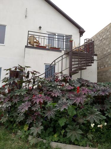 Фотография гостевого дома Лиана