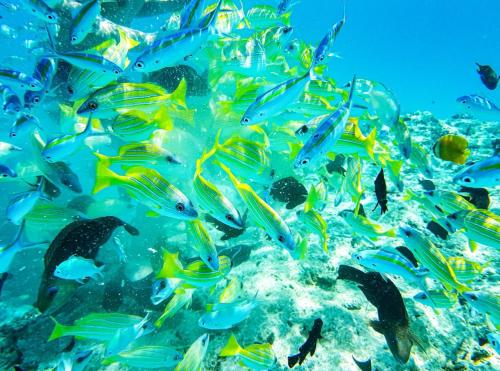 Фотографии гостевого дома
Ras Village