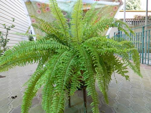 Фотография гостевого дома Ольга