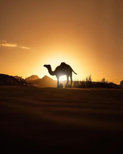 Фотография базы отдыха Zawaideh desert Camp
