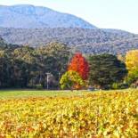 Фотография базы отдыха Valley Farm Vineyard Villas