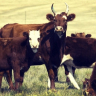 Фотография предприятий Агрохолдинг Шипуновское