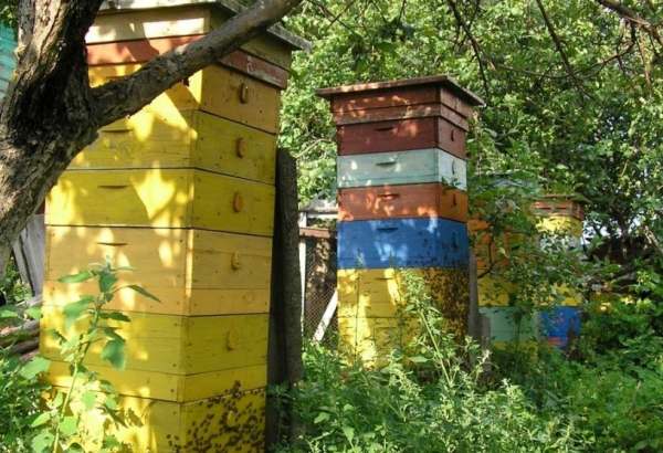 Фотография музея Национальный музей пчеловодства