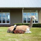 Фотография мини отеля Gallin Farm Alpacas and Farmstay