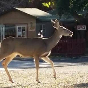 Фотографии мотеля 
            The River Inn