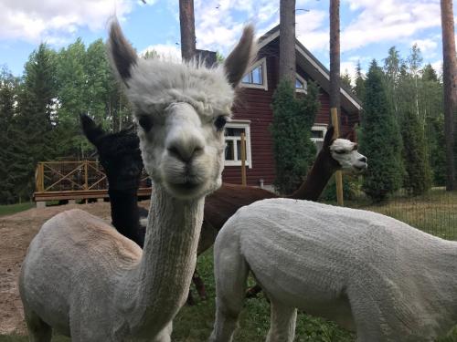 Фотография Коттеджа Heinähattu