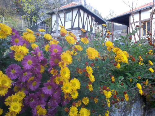 Фотография базы отдыха Golemi kamik Pirot Vlasi