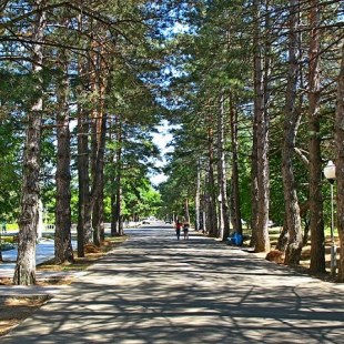 Фотография достопримечательности Аллея тысячи сосен