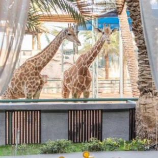 Фотография гостиницы Emirates Park Resort